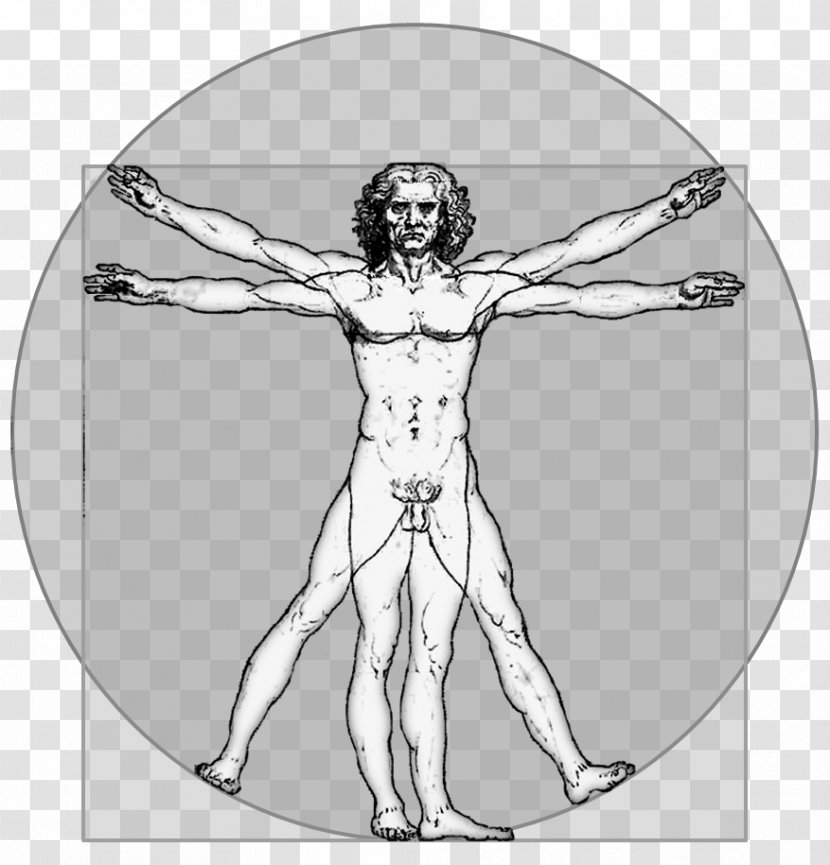 Vitruvian Man Homo Sapiens Person - Tree - Human Body Transparent PNG