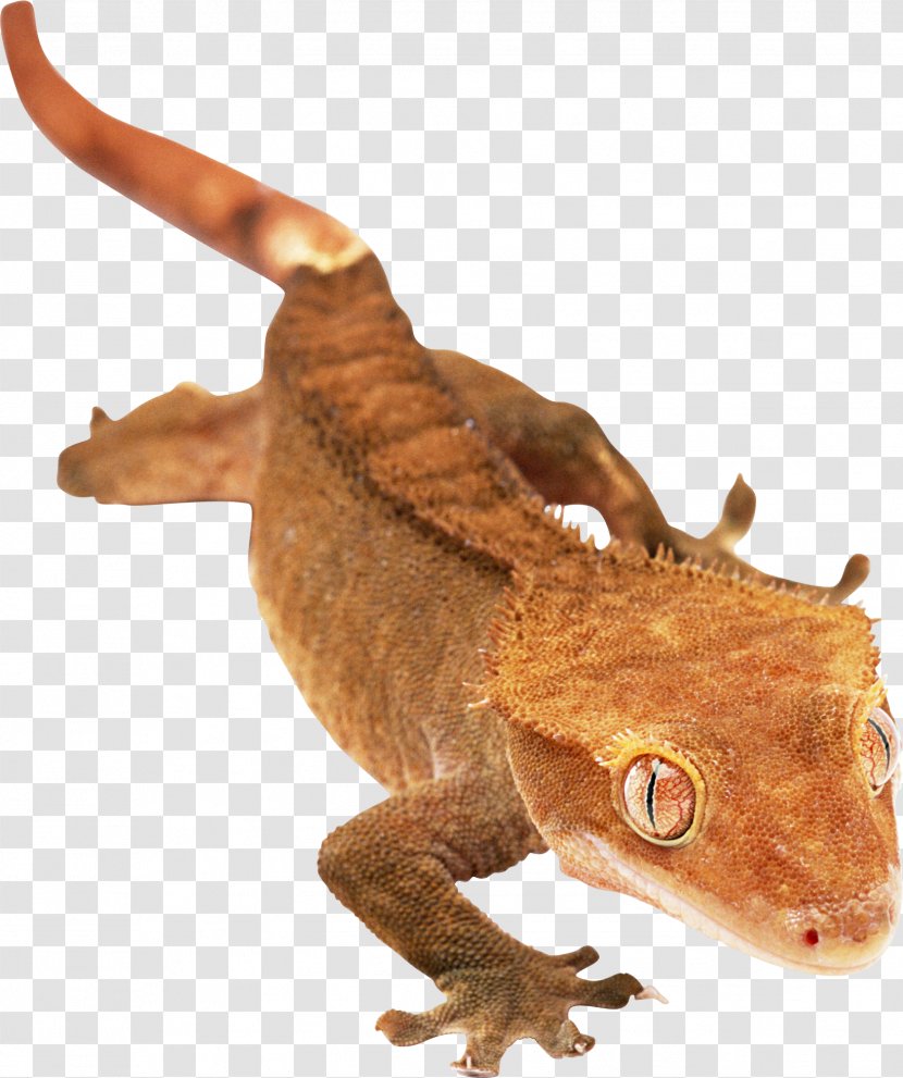 Agamas Gecko Lizard Chameleons Snake - Terrestrial Animal Transparent PNG
