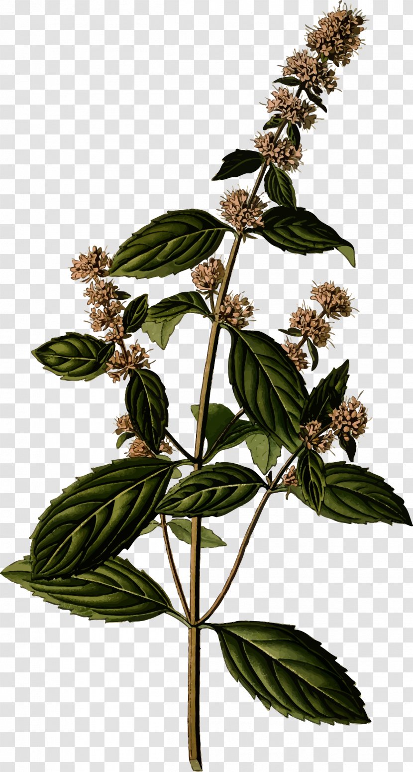 Peppermint Mentha Spicata Botany Botanical Illustration Herb - Herbal Tea - Pepermint Transparent PNG