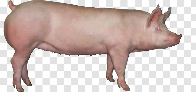 American Landrace Pig Genetics Chester White Yorkshire - Farming - Fat Transparent PNG