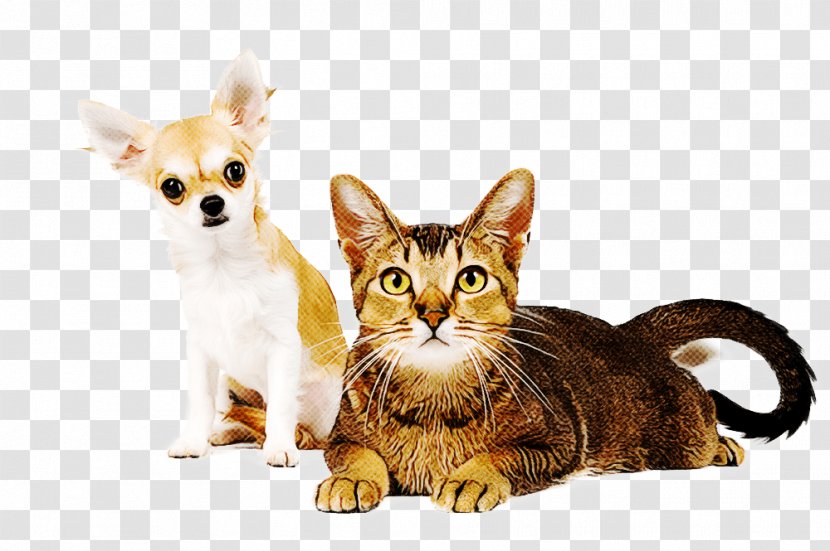 Cat Small To Medium-sized Cats Whiskers Kitten Snout Transparent PNG