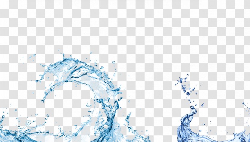 Water Clip Art - Organism Transparent PNG