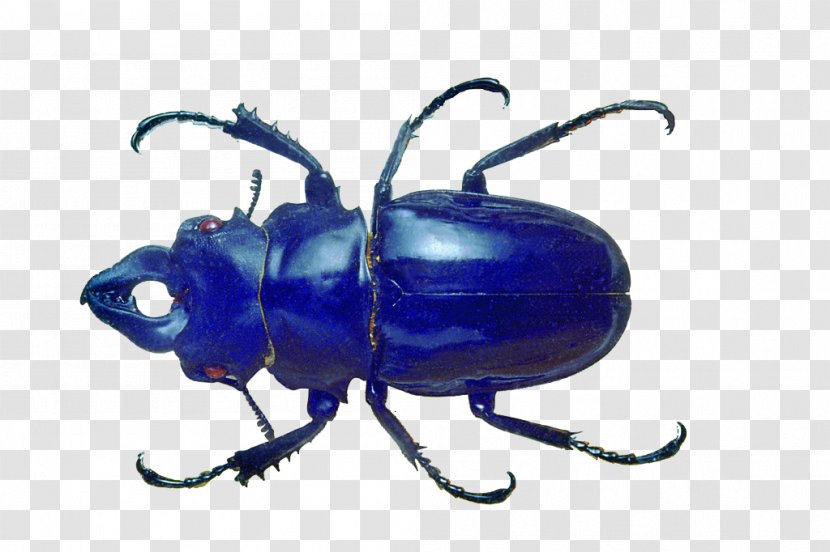 Blue Beetle Volkswagen - Black Transparent PNG