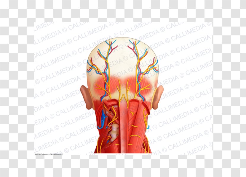 Nerve Blood Vessel Muscle Shoulder Neck - Cartoon - Vessels Transparent PNG