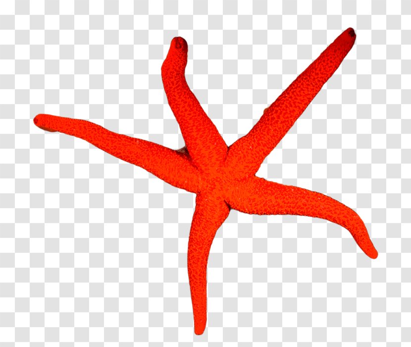 Starfish Underwater Diving Snorkeling Professional Association Of Instructors - Echinoderm - Moana Transparent PNG