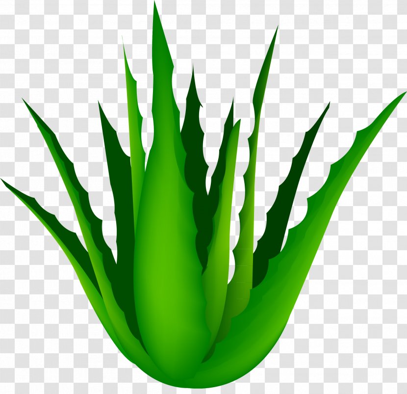 Aloe Vera Green - Xanthorrhoeaceae Transparent PNG