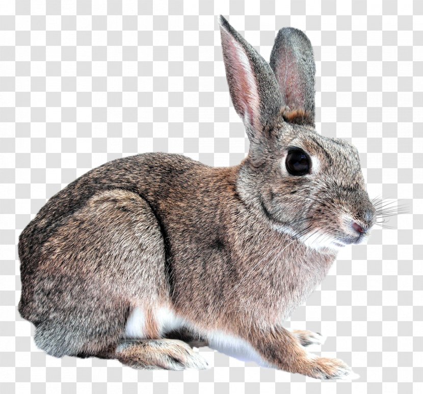 Domestic Rabbit - Mammal - Bunny Transparent PNG