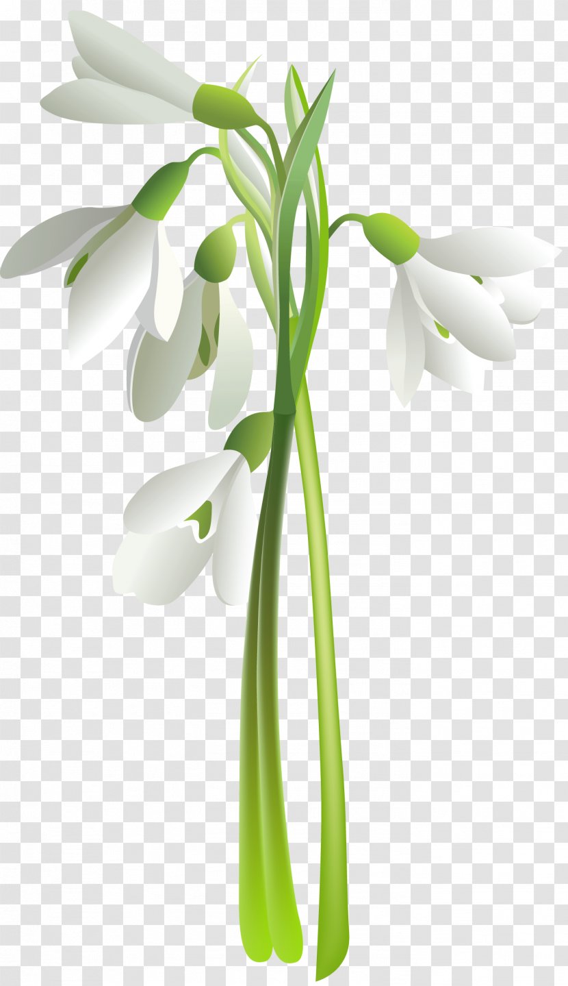Flower Snowdrop Tulip Lilium - Drawing Transparent PNG
