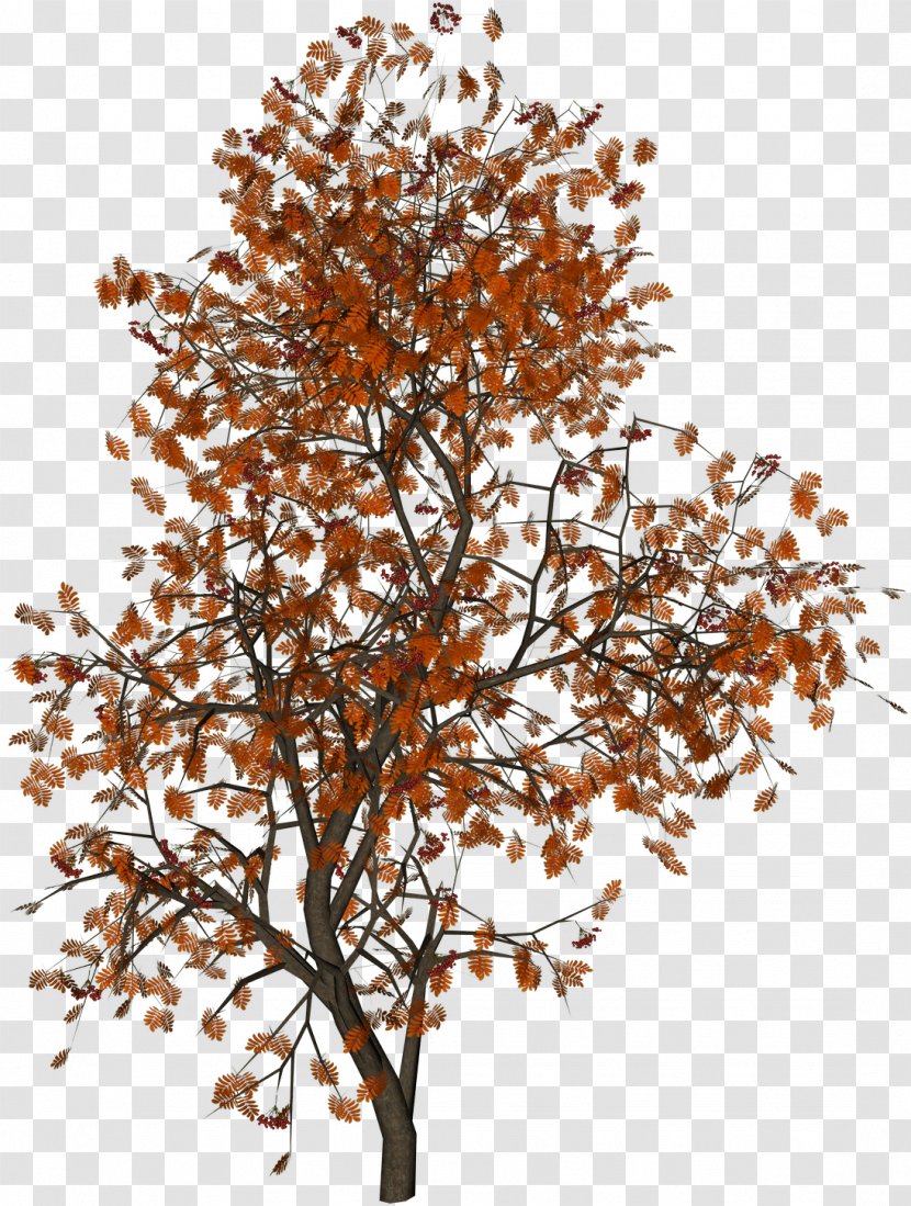 Populus Nigra Tree Autumn Leaf Color - Acer Ginnala - Red,tree Transparent PNG