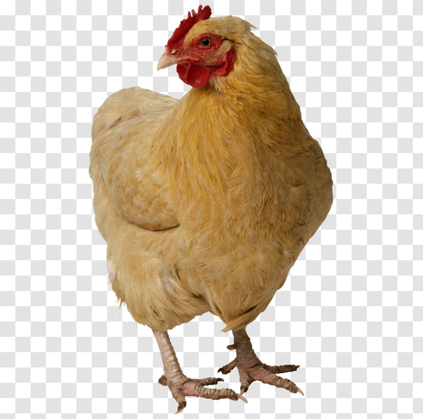 Roast Chicken Meat Poultry - Bird - Flock Transparent PNG