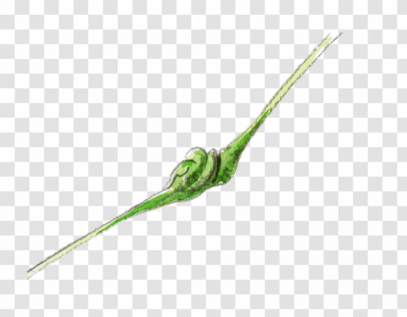 Petiole Leaf Gall Plant Stem Pemphigus Spyrothecae - Aphid Transparent PNG