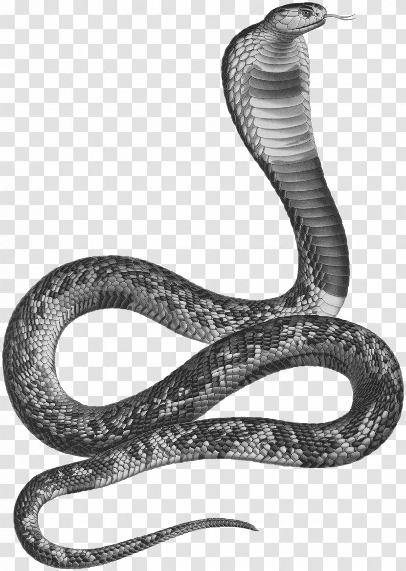 Snakes Ancient Egypt Asp Egyptian Cobra Transparent PNG