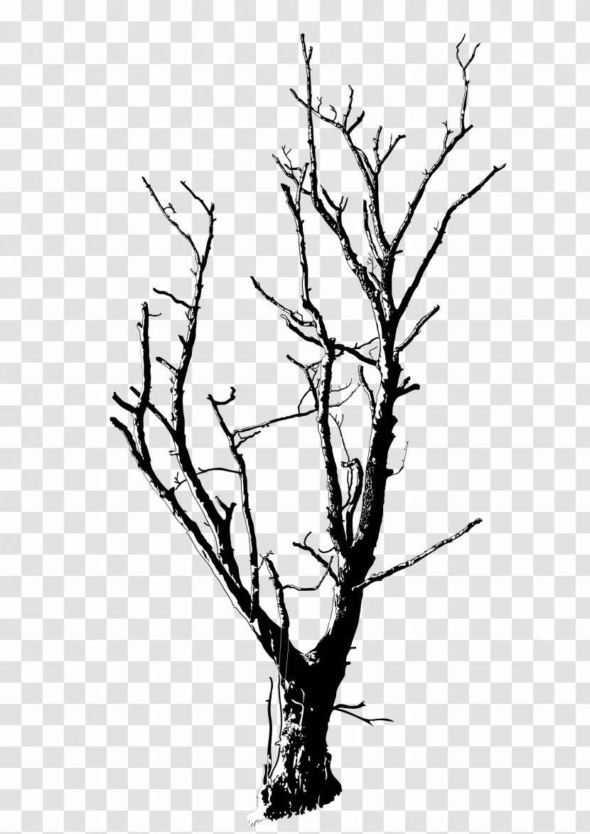 Drawing Branch Silhouette Tree Clip Art - Woody Plant - Ace Transparent PNG