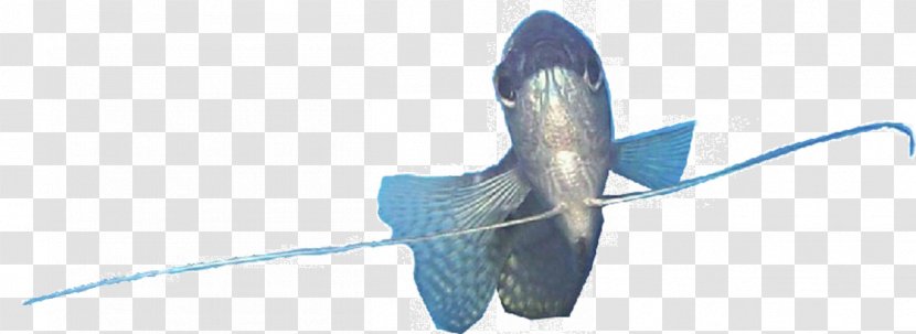 Зоомагазин «Гарфилд» Trichogaster Aquarium Ornamental Fish - Pet Shop - Aster Transparent PNG