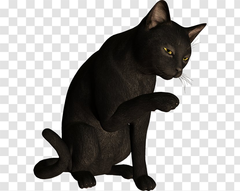 Bombay Cat Burmese Korat Havana Brown Black - Carnivoran - Kitten Transparent PNG