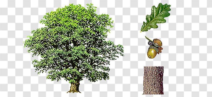 English Oak Northern Red Tree Acorn Bark - Plant - Quercus Robur Transparent PNG