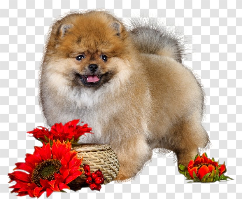 Dog Puppy Clip Art - Mammal - Love Flowers Transparent PNG