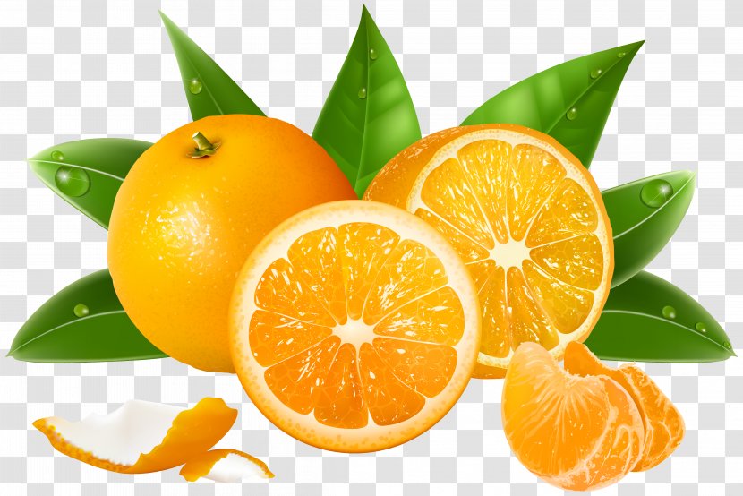 Juice Lemon Grapefruit Orange - Urdu - Oranges Clipart Image Transparent PNG