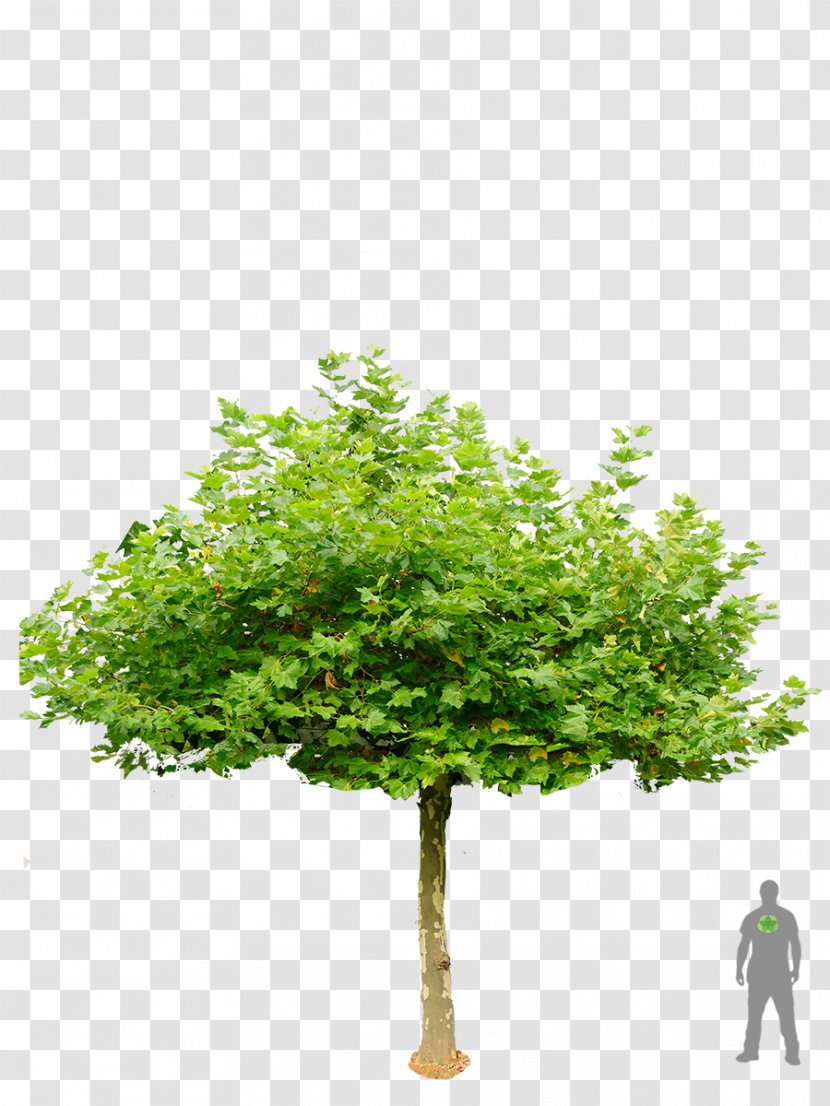 London Plane Tree Garden Shrub Roof - Norway Maple - Bonsai Trees Transparent PNG