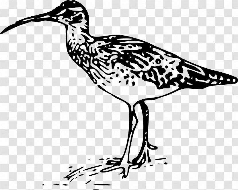 Bristle-thighed Curlew Long-billed Clip Art - Ducks Geese And Swans - Aloe Waterfowl Feathers Transparent PNG