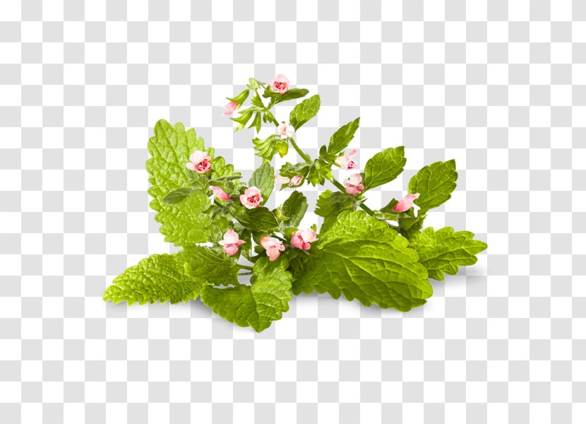 Herb Lemon Balm Mentha Spicata Peppermint Medicinal Plants - Flowerpot - Pesto Transparent PNG
