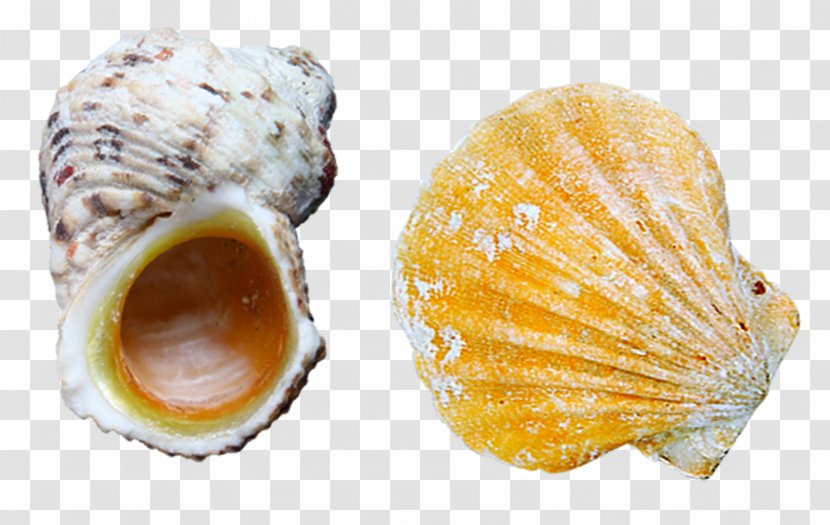 Cockle Oyster Scallop Seashell - Conchology - Scallops And Snails Transparent PNG