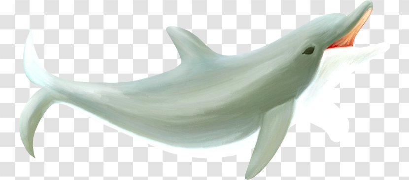 Tucuxi Common Bottlenose Dolphin Whale - Decorative Material Transparent PNG