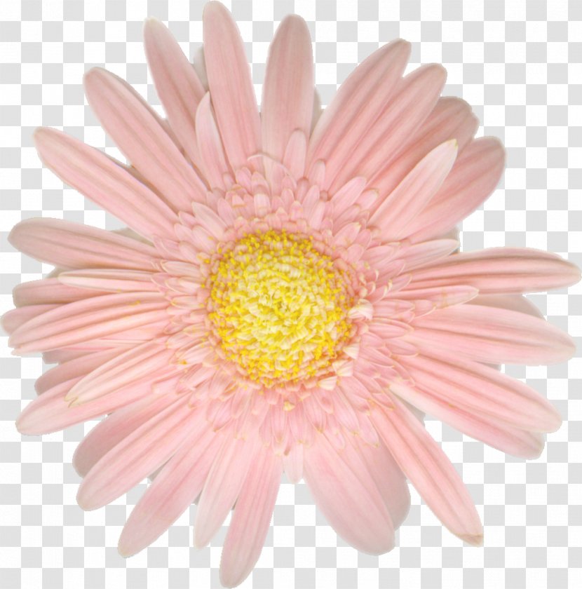 Gerbera Jamesonii Daisy Family Cut Flowers Clip Art - Camomile Transparent PNG
