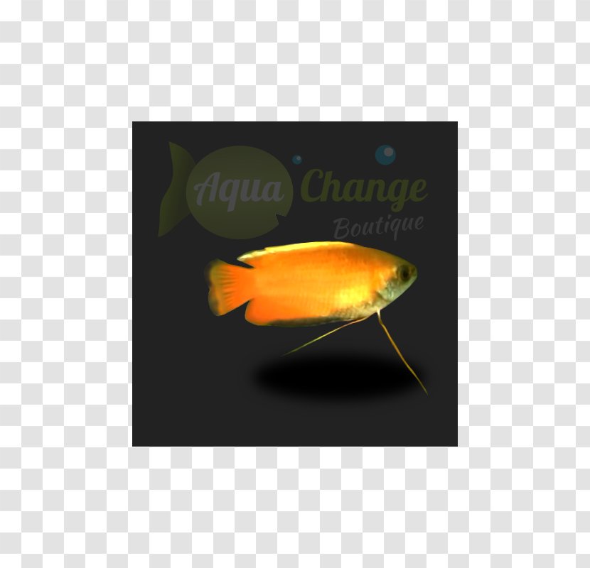Fish Honey Gourami Dwarf Moonlight - Orange Transparent PNG