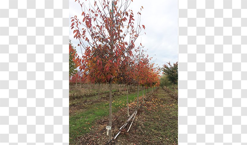 Branch Sugar Maple Tree Nursery Deciduous - Autumn - American Hornbeam Transparent PNG