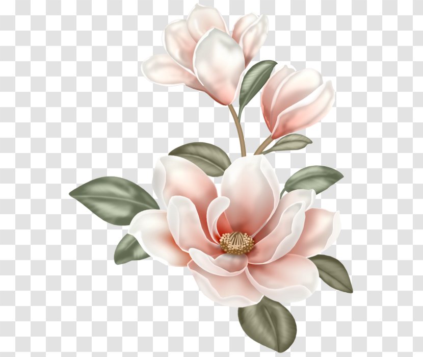 Magnolia Flower Painting Clip Art - Floristry Transparent PNG