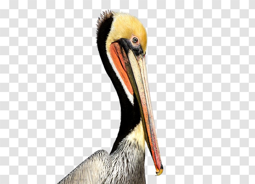 Pelican Products Beak Neck Animal - Seabird Transparent PNG