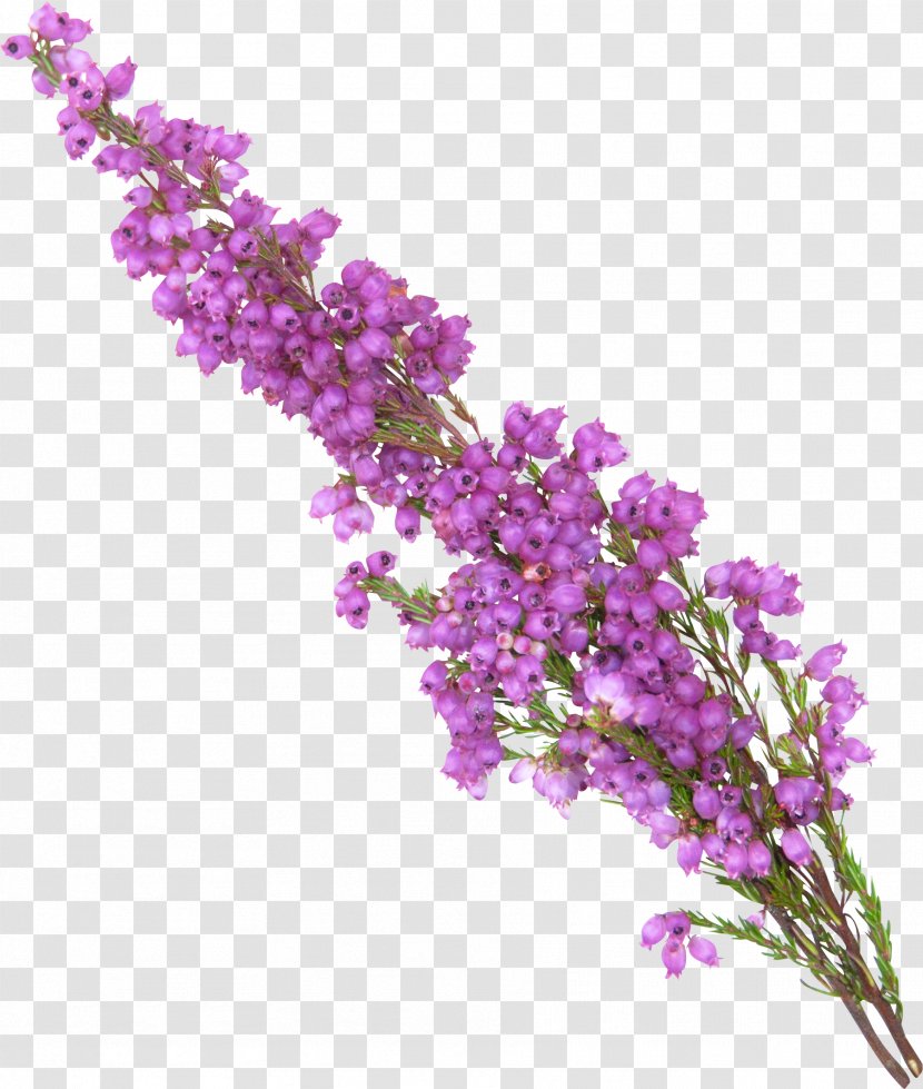 Lavender Purple Violet - Branch - Treasure Transparent PNG