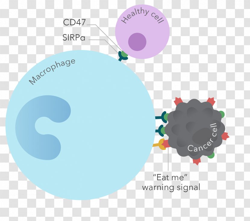Immunotherapy CD47 Macrophage Diffuse Large B-cell Lymphoma Immune System - Agriscience Border Transparent PNG