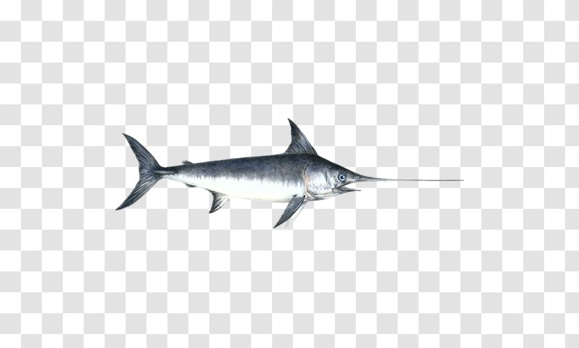 Swordfish Atlantic Blue Marlin - Skipjack Tuna Transparent PNG