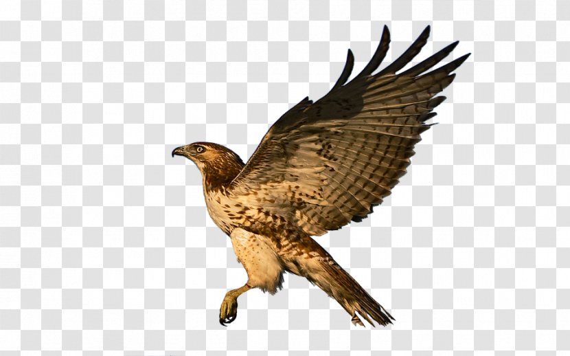 Bald Eagle Red-tailed Hawk Bird - Wing Transparent PNG