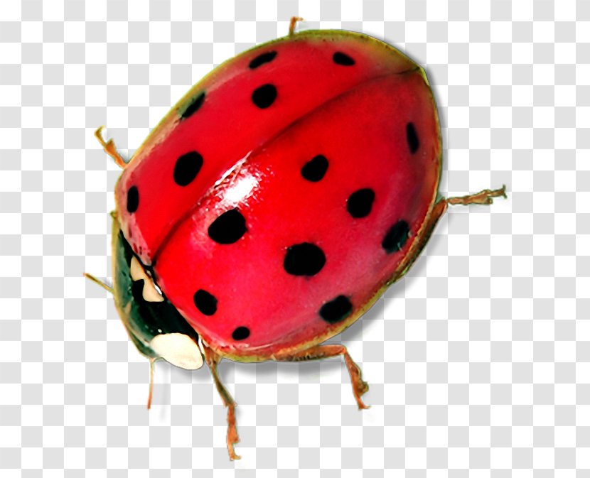 Ladybird Beetle Seven-spot Clip Art - Megabyte - Lovebug Transparent PNG