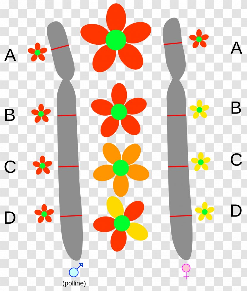 Allele Gene Chromosome Single-nucleotide Polymorphism Arv - Mendel Transparent PNG