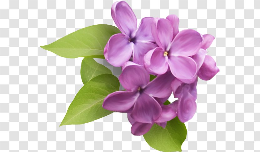 Common Lilac Flower Clip Art - Bathtub Transparent PNG