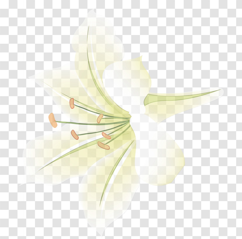 Plant Stem Arum Lilies Petal Close-up Computer Transparent PNG