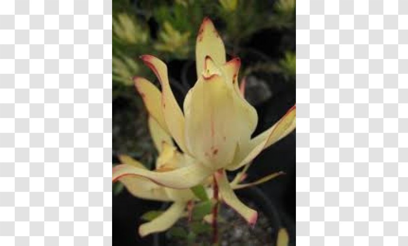 Plant Leucadendron Maui Sunset Cut Flowers - Family - Crepe Myrtle Tree Transparent PNG