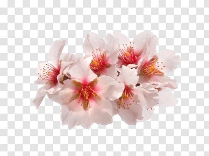 Cherry Blossom - Petal - Prunus Spring Transparent PNG