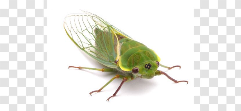 Insect Wing Cicadidae Eastern Cicada Killer True Bugs - Cicadoidea Transparent PNG