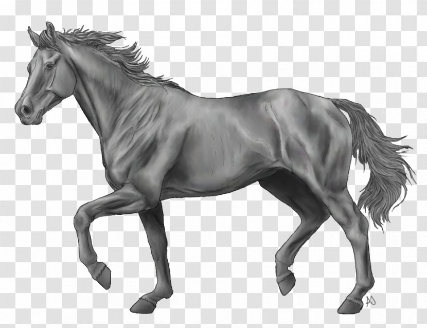 Thoroughbred Andalusian Horse American Paint Howrse Stallion - Mane Transparent PNG
