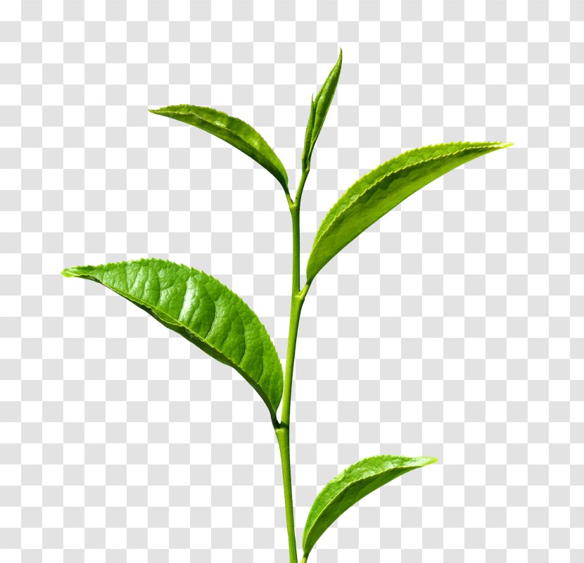 Green Tea Matcha Leaf Production In Sri Lanka - Black - A Transparent PNG