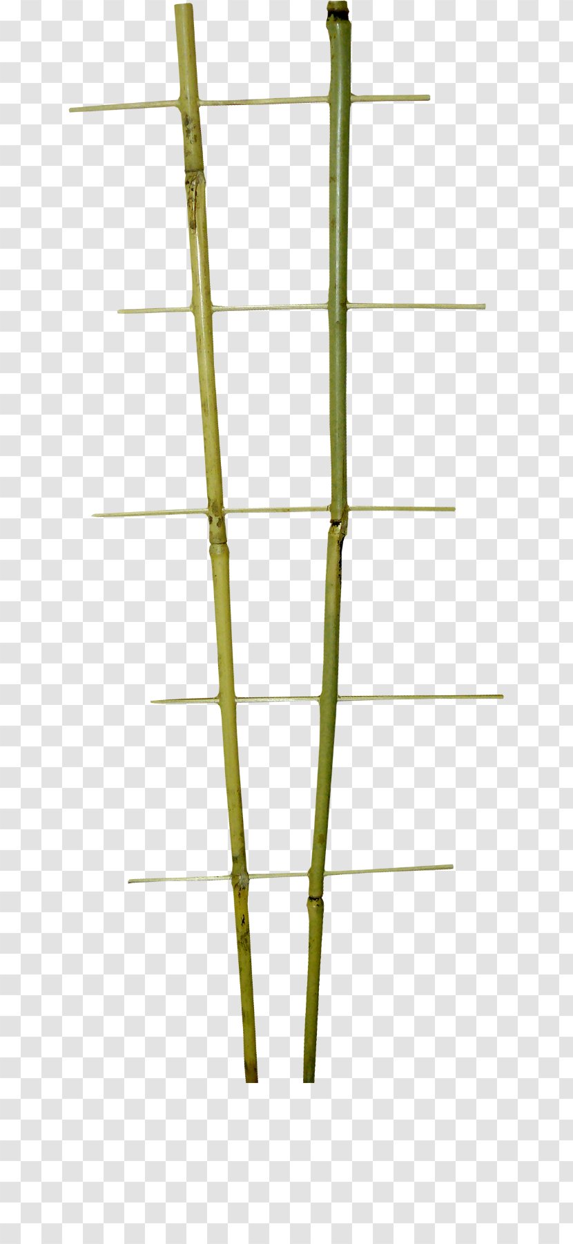 Bamboo Line Angle - Grass Family - Littered Transparent PNG