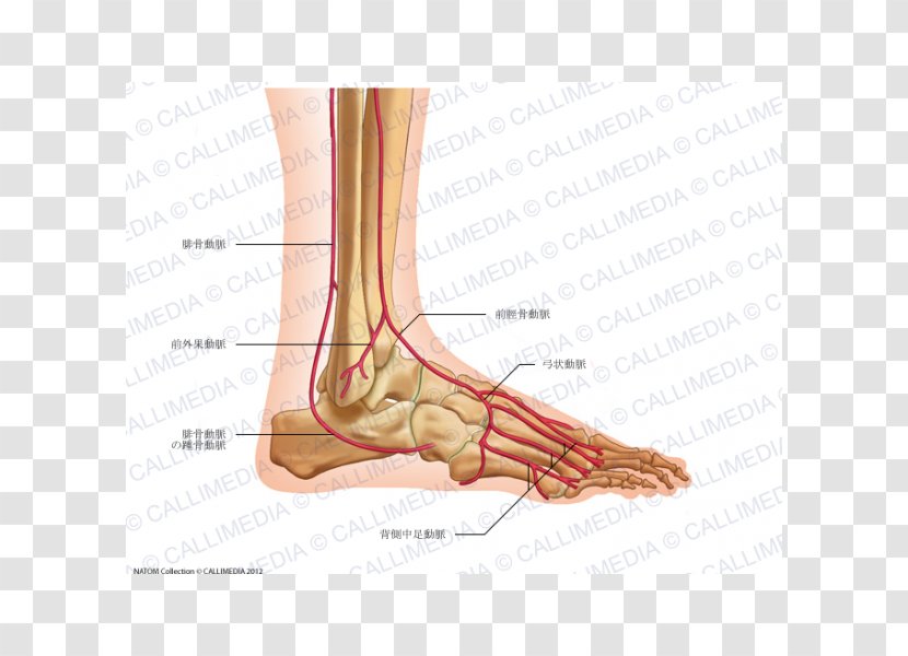 Thumb Foot Dorsalis Pedis Artery Anterior Tibial - Frame - Nervous System Transparent PNG