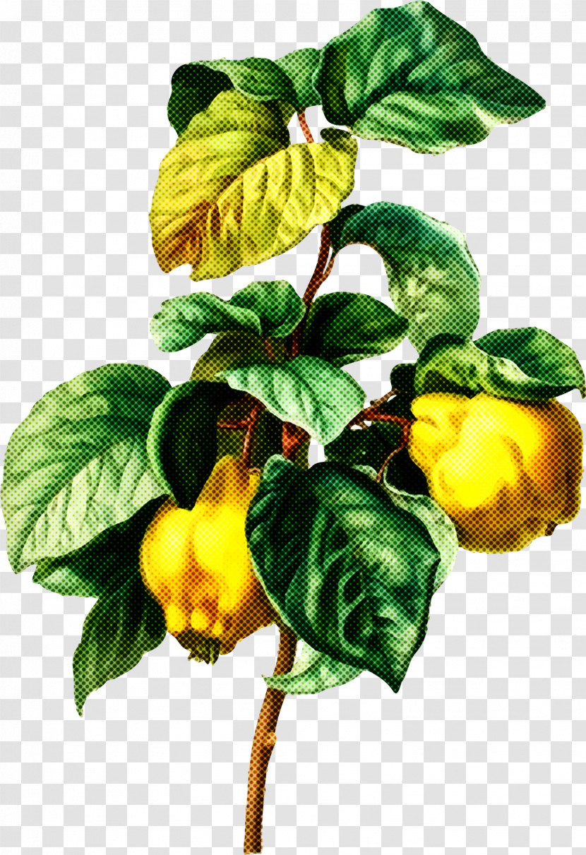 Plant Flower Yellow Leaf Fruit Transparent PNG