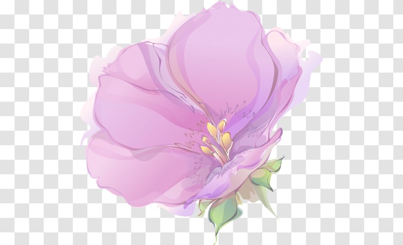 Magnolia Market Cabbage Rose Herbaceous Plant Plants - Pink - Drawing Petal Transparent PNG
