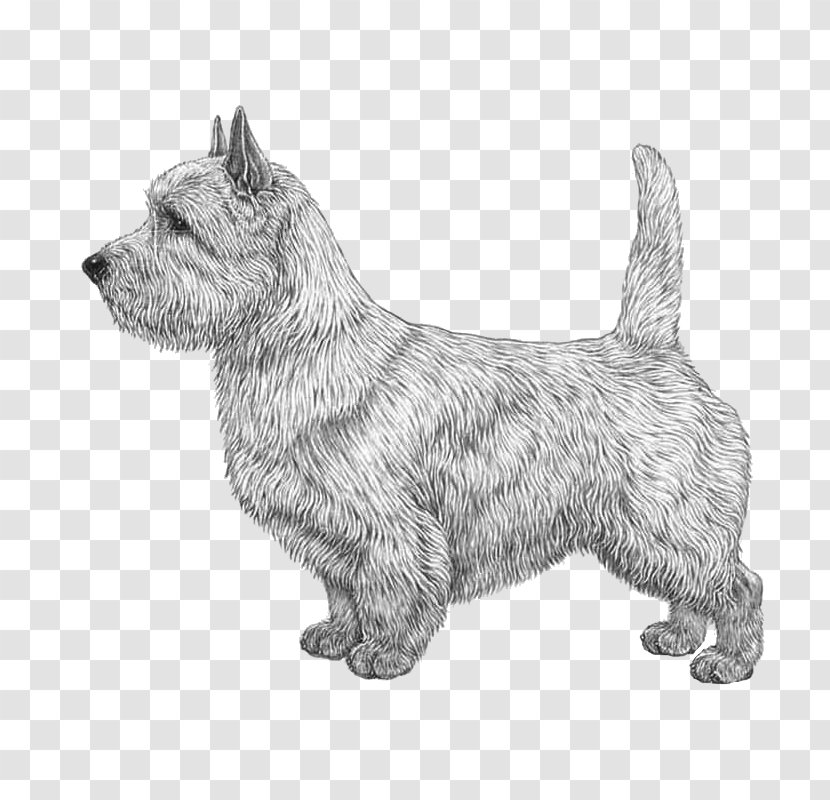 Norwich Terrier Glen Of Imaal Cairn Scottish Australian - Drawing - Vulnerable Native Breeds Transparent PNG